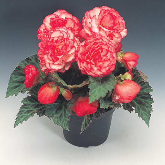 Begonia Non Stop Rose Picotee ″ Pot – Ashtons Garden Centre